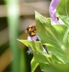 Pyrausta orphisalis
