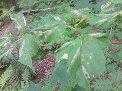 Phyllonorycter issikii