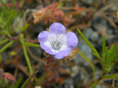 Phacelia divaricata