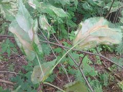 Phyllonorycter issikii