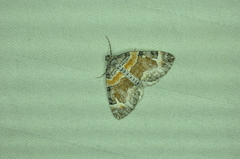 Dysstroma hersiliata