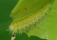 Xyroptila oenophanes