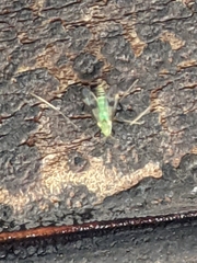 Stenochironomus hilaris