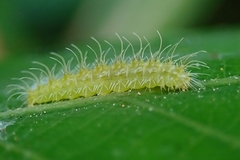 Xyroptila oenophanes