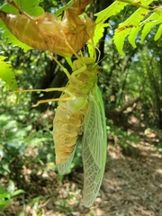 Tanna sozanensis