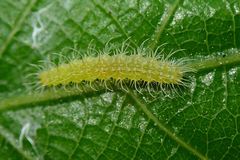 Xyroptila oenophanes