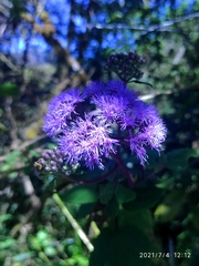 Aristeguietia lamiifolia