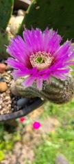 Echinocereus reichenbachii