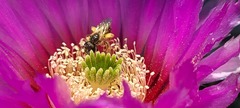 Echinocereus reichenbachii