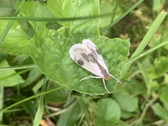 Cliniodes ostreonalis