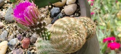 Echinocereus reichenbachii