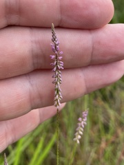 Polygala appendiculata