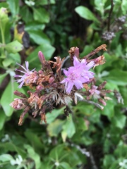 Munzothamnus blairii