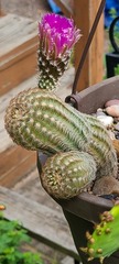 Echinocereus reichenbachii