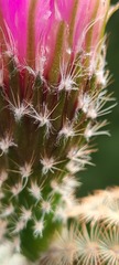 Echinocereus reichenbachii
