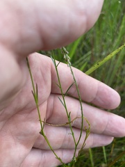 Polygala appendiculata