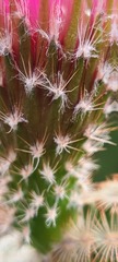 Echinocereus reichenbachii