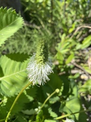 Sanguisorba stipulata