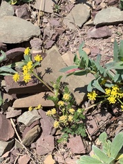 Lomatium sandbergii