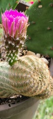 Echinocereus reichenbachii