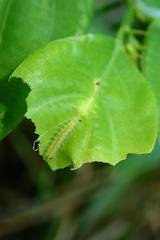 Xyroptila oenophanes
