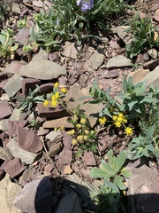 Lomatium sandbergii