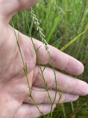 Polygala appendiculata
