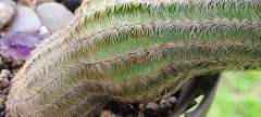 Echinocereus reichenbachii