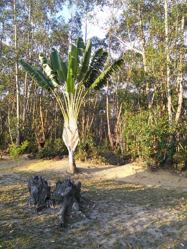 Ravenala hladikorum, photograph 3