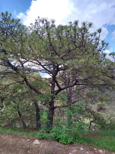 Egg-cone pine (Pinus oocarpa)