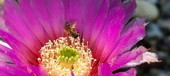 Echinocereus reichenbachii
