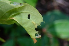 Xyroptila oenophanes