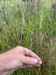 Polygala appendiculata
