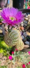 Echinocereus reichenbachii