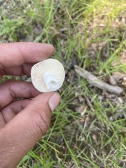 Virescentinae