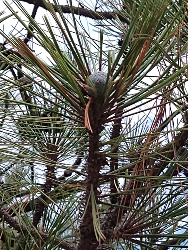 Image of Pinus oocarpa by (c) Abraham Sánchez Romero, some rights reserved (CC BY)