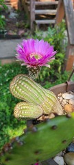 Echinocereus reichenbachii