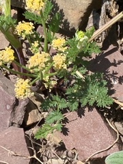Lomatium sandbergii