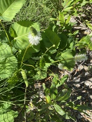Sanguisorba stipulata