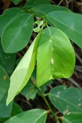 Xyroptila oenophanes