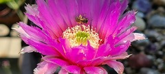 Echinocereus reichenbachii