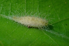 Xyroptila oenophanes