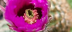Echinocereus reichenbachii