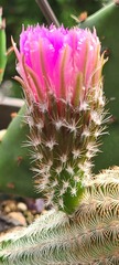 Echinocereus reichenbachii
