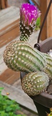 Echinocereus reichenbachii