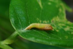 Xyroptila oenophanes