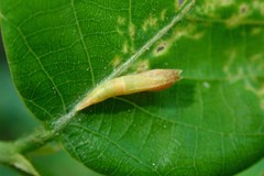 Xyroptila oenophanes
