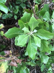 Munzothamnus blairii