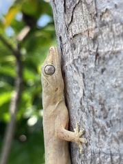 Common House Gecko photo 2