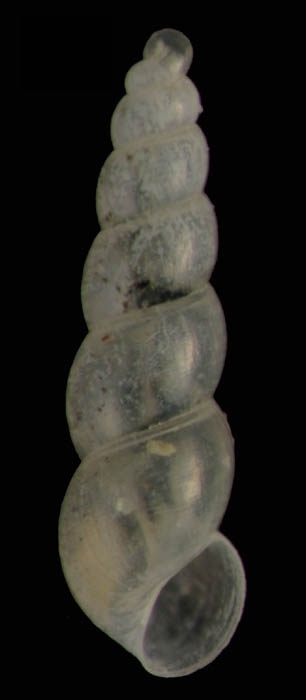 Murchisonelloidea